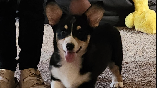[SOLD] Sweet & Snuggly AKC Corgi Female – Champion Lines – Ready Now